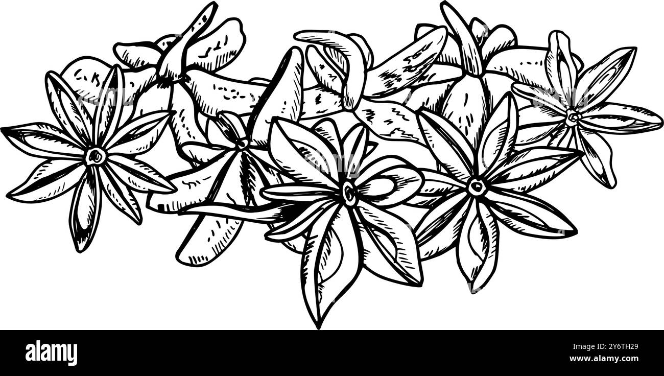 Illustrazione botanica del cumulo di semi di anice stellare, disegnata a mano, isolata dal vettore. Disegno incisivo di badian con delicato aroma speziato dipinto da inchiostri neri Illustrazione Vettoriale