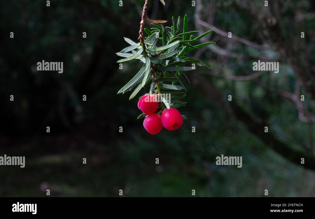 Tiro al tasso europeo con coni maturi di colore rosso brillante Foto Stock