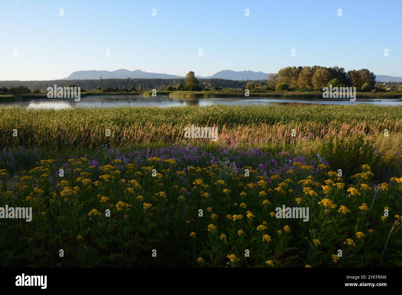 Lussureggianti paludi nell'estuario del fiume Fraser presso l'Iona Beach Regional Park di Richmond, British Columbia, Canada. Foto Stock