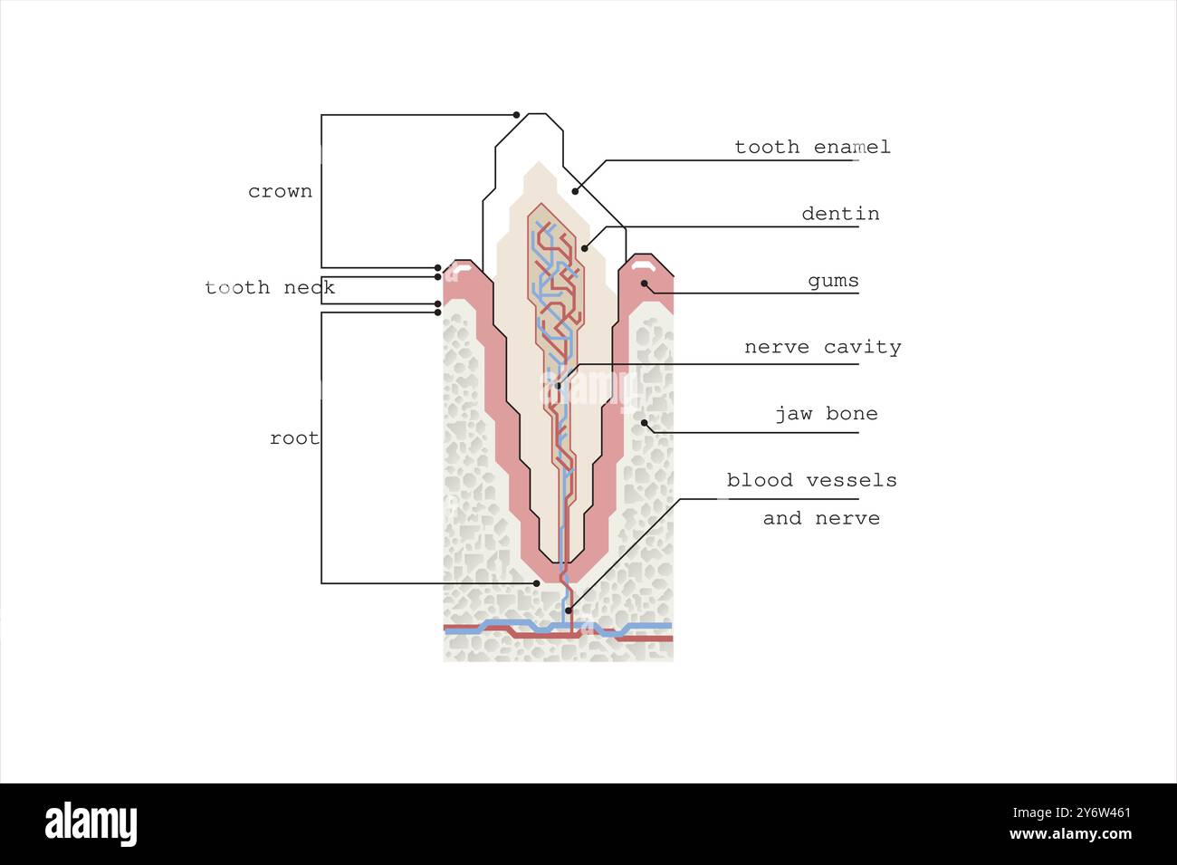 Illustrazione della linea di stile moderno astratto di una sezione trasversale di un dente su uno sfondo bianco. Con spiegazione in inglese. Illustrazione Vettoriale