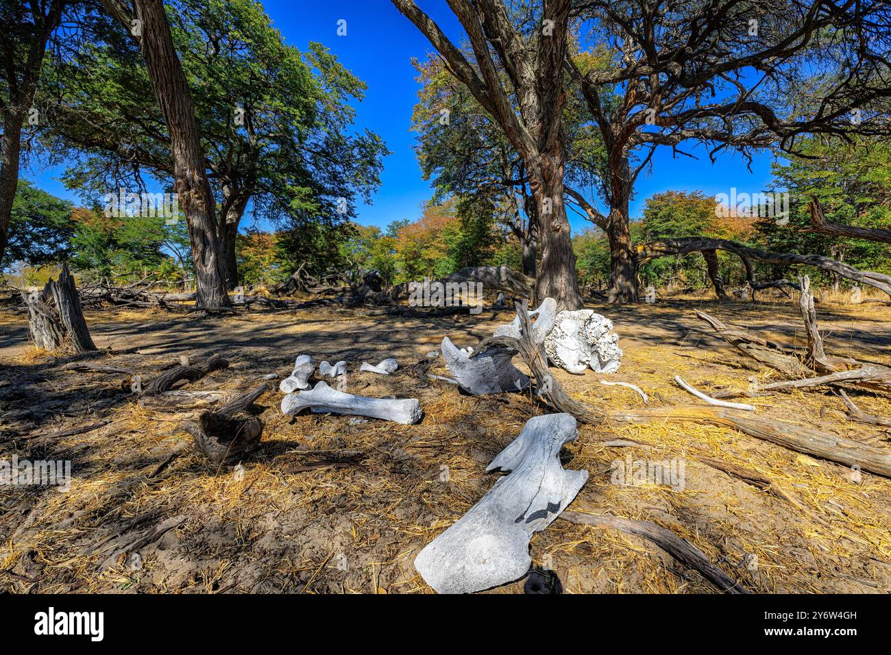 Resti di un cranio di elefante africano e ossa nel Bush africano vicino al campeggio Kennedy 1 nell'Hwange National Park Foto Stock