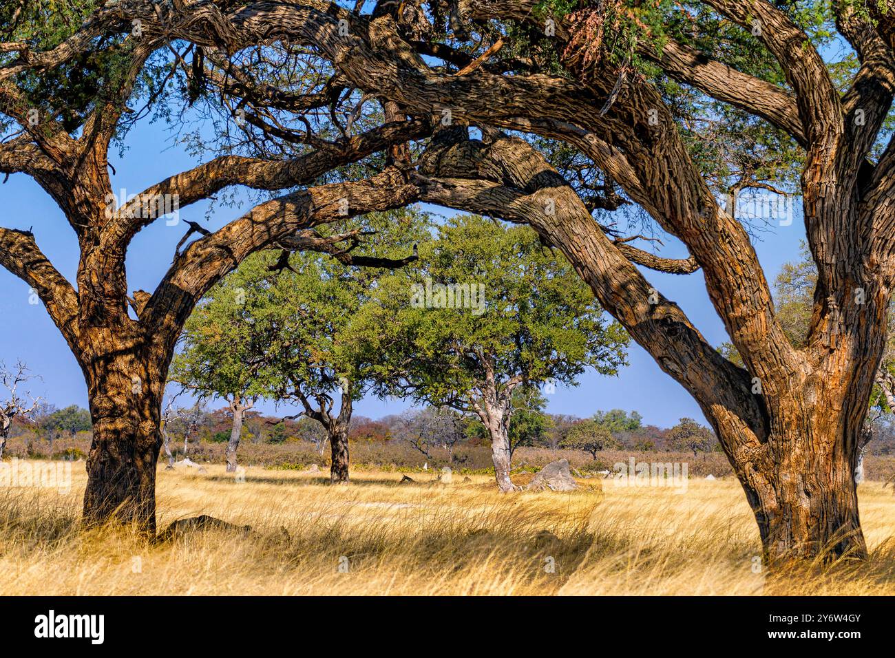 Alberi di acacia nella zona di Ngweshla Pan del Parco Nazionale di Hwange nello Zimbabwe Foto Stock