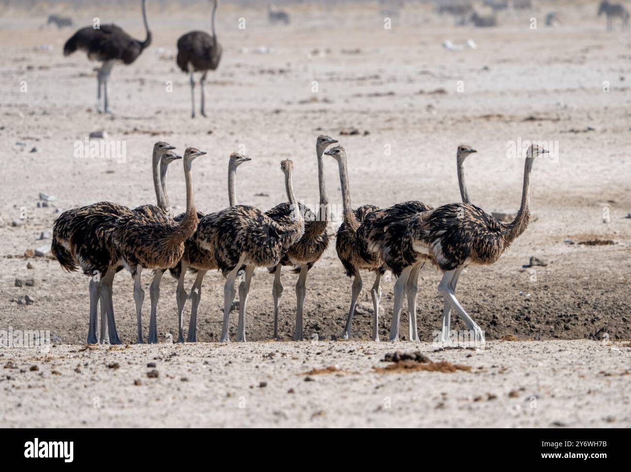 Giovani struzzi (Struthio camelus) si riuniscono in un pozzo d'acqua nel Parco Nazionale di Etosha in Namibia, Africa Foto Stock
