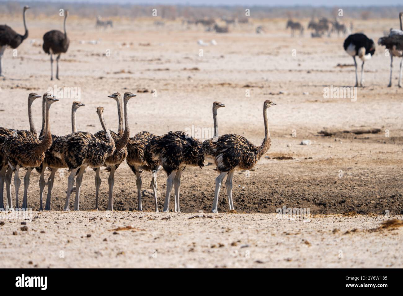 Giovani struzzi (Struthio camelus) si riuniscono in un pozzo d'acqua nel Parco Nazionale di Etosha in Namibia, Africa Foto Stock