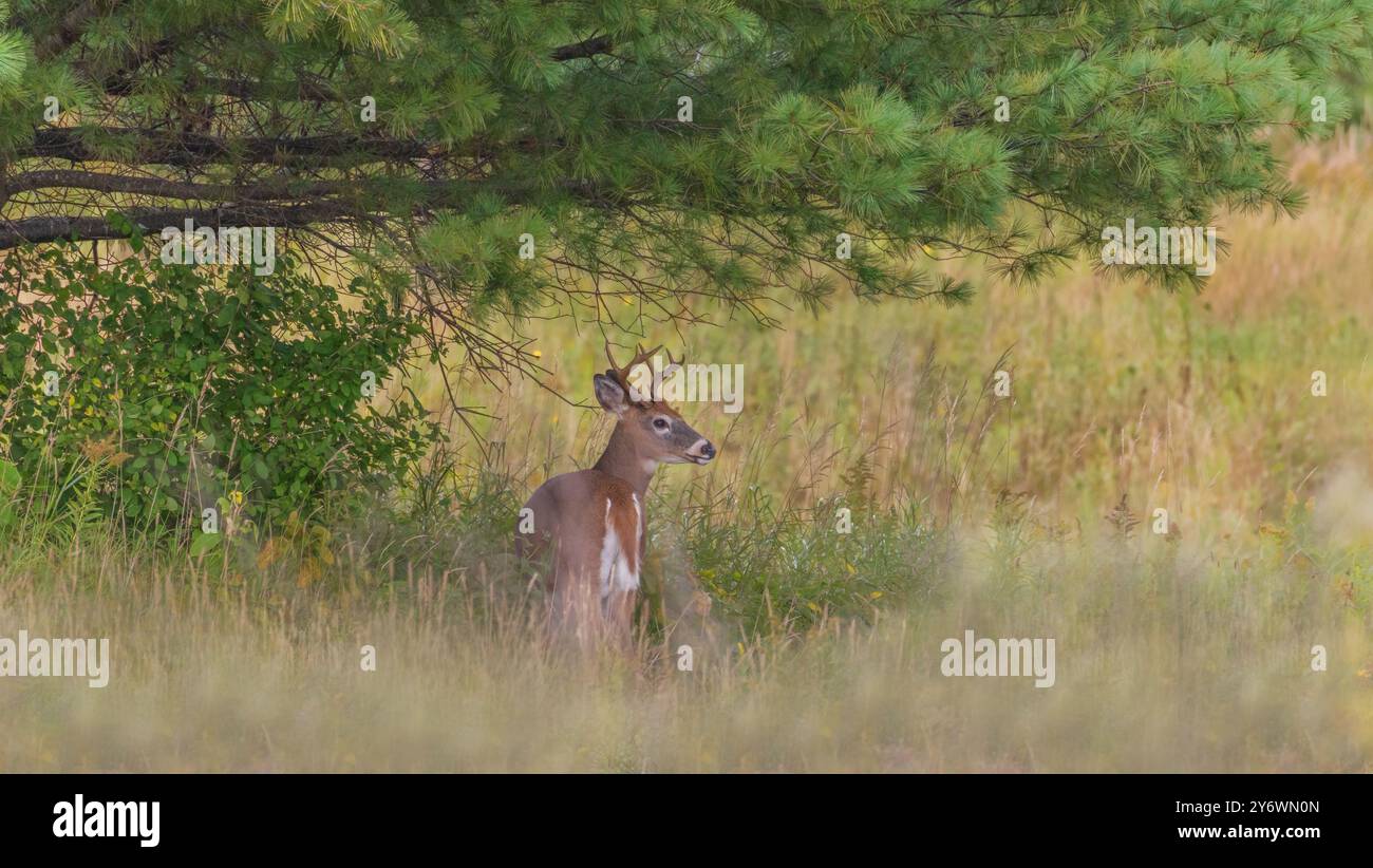 Buck dalla coda bianca in una serata di settembre nel Wisconsin settentrionale. Foto Stock