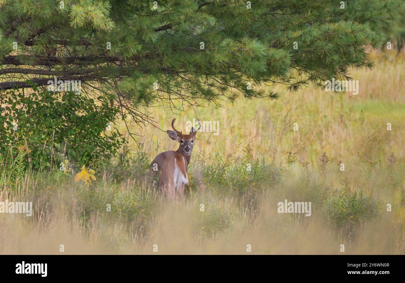 Buck dalla coda bianca in una serata di settembre nel Wisconsin settentrionale. Foto Stock