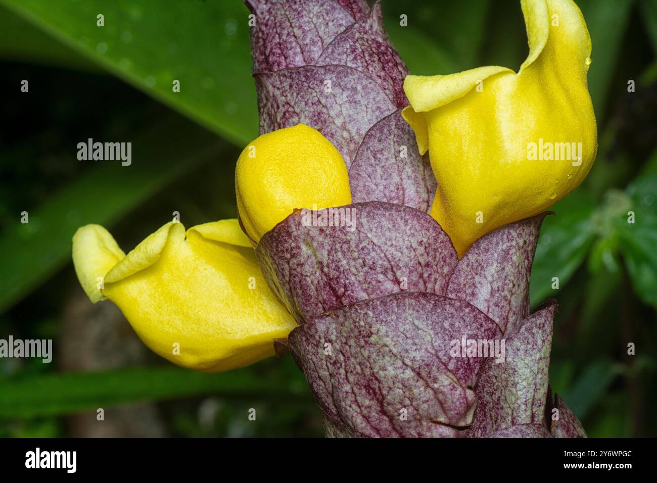 primo piano del fiore di fascino della vineria selvatica gmelina philippensis. Foto Stock