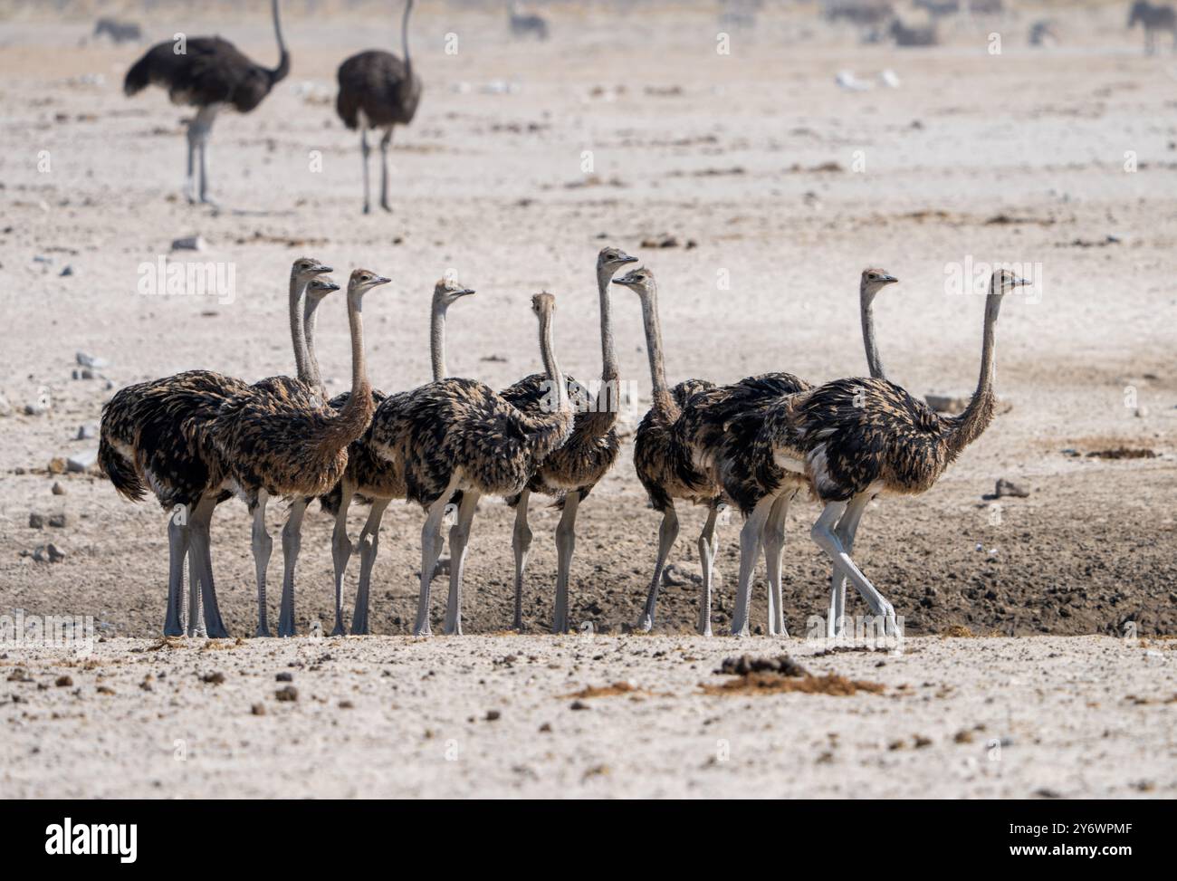 Giovani struzzi (Struthio camelus) si riuniscono in un pozzo d'acqua nel Parco Nazionale di Etosha in Namibia, Africa Foto Stock