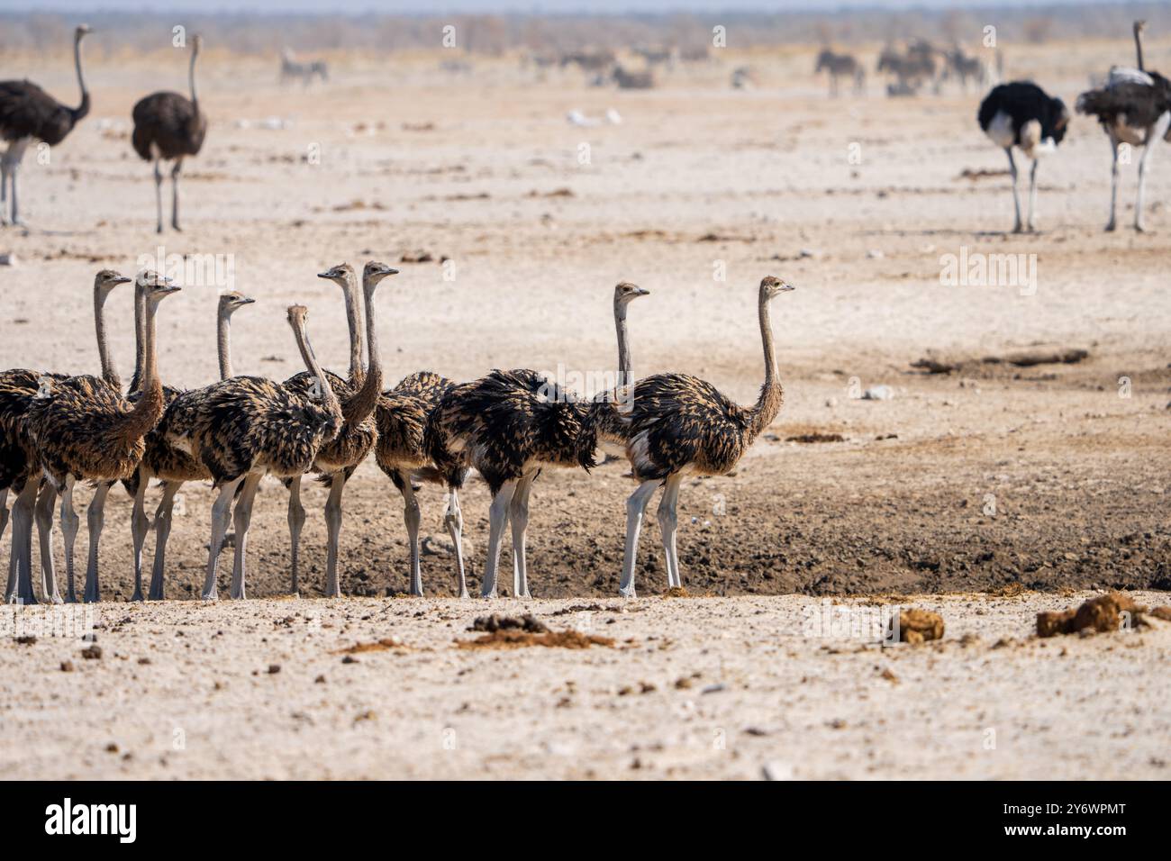 Giovani struzzi (Struthio camelus) si riuniscono in un pozzo d'acqua nel Parco Nazionale di Etosha in Namibia, Africa Foto Stock