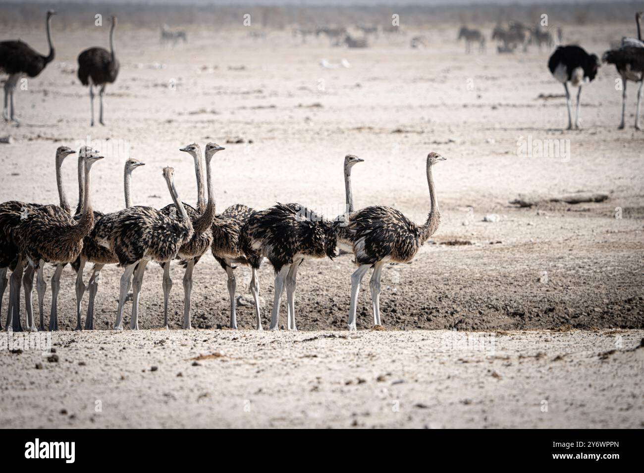 Giovani struzzi (Struthio camelus) si riuniscono in un pozzo d'acqua nel Parco Nazionale di Etosha in Namibia, Africa Foto Stock