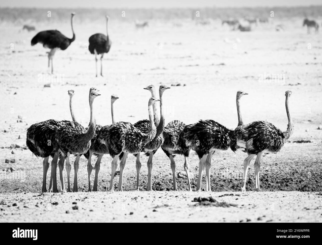 Giovani struzzi (Struthio camelus) si riuniscono in un pozzo d'acqua nel Parco Nazionale di Etosha in Namibia, Africa Foto Stock