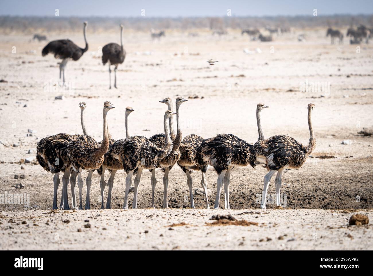 Giovani struzzi (Struthio camelus) si riuniscono in un pozzo d'acqua nel Parco Nazionale di Etosha in Namibia, Africa Foto Stock