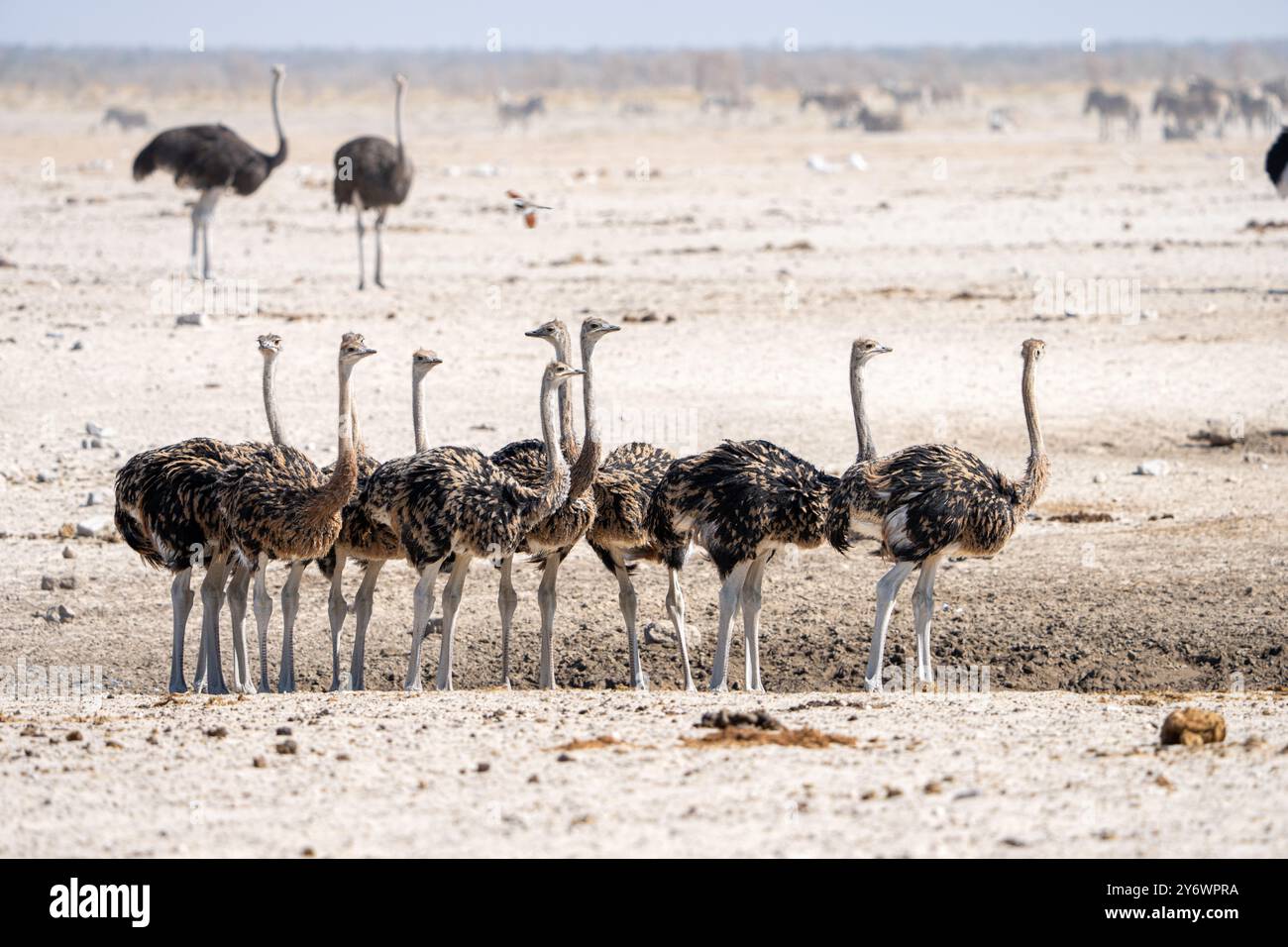 Giovani struzzi (Struthio camelus) si riuniscono in un pozzo d'acqua nel Parco Nazionale di Etosha in Namibia, Africa Foto Stock