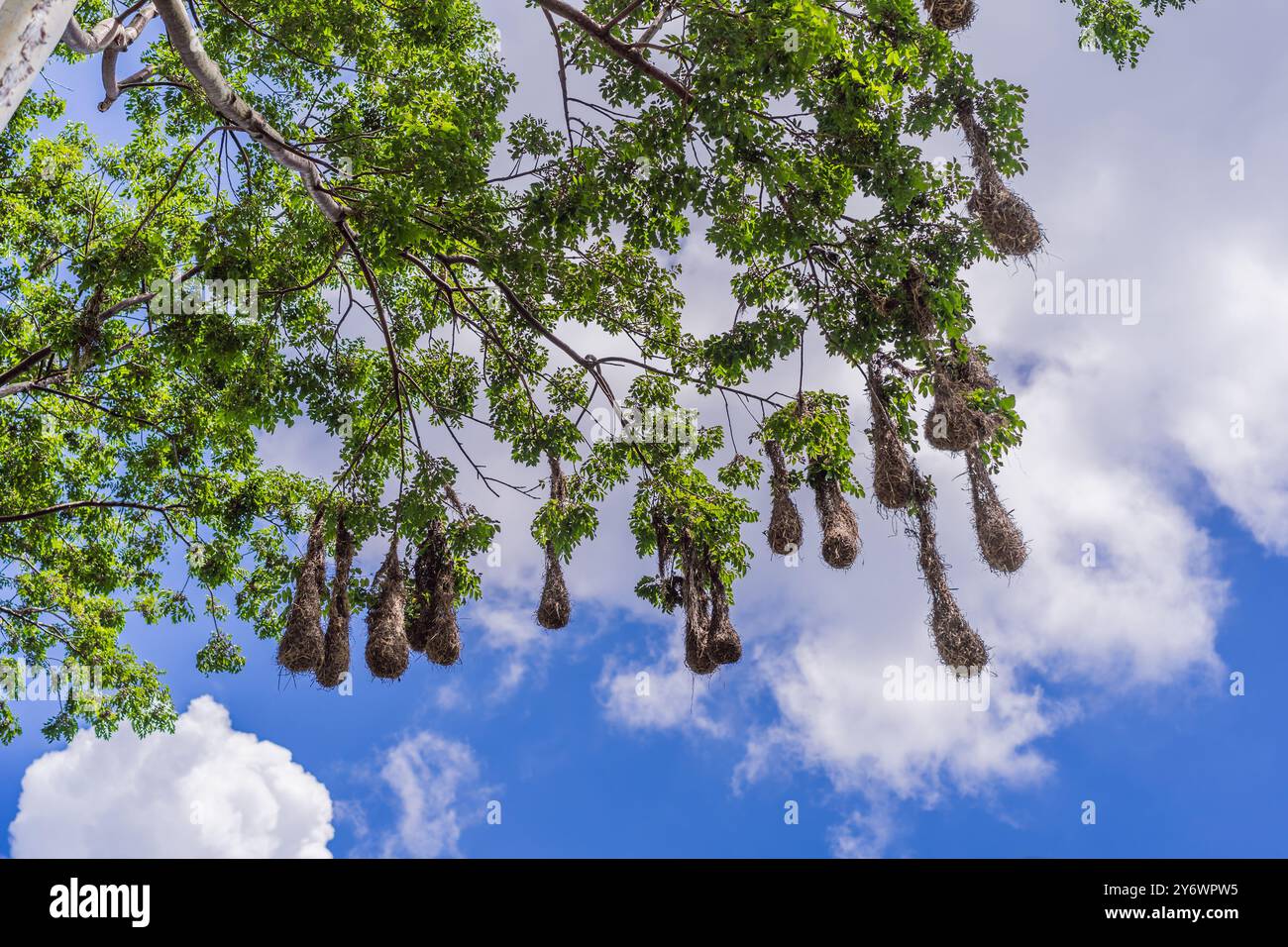 Nidi di uccelli di Montezuma Oropendola appesi ai rami degli alberi contro un cielo nuvoloso. Natura, fauna selvatica e habitat Foto Stock