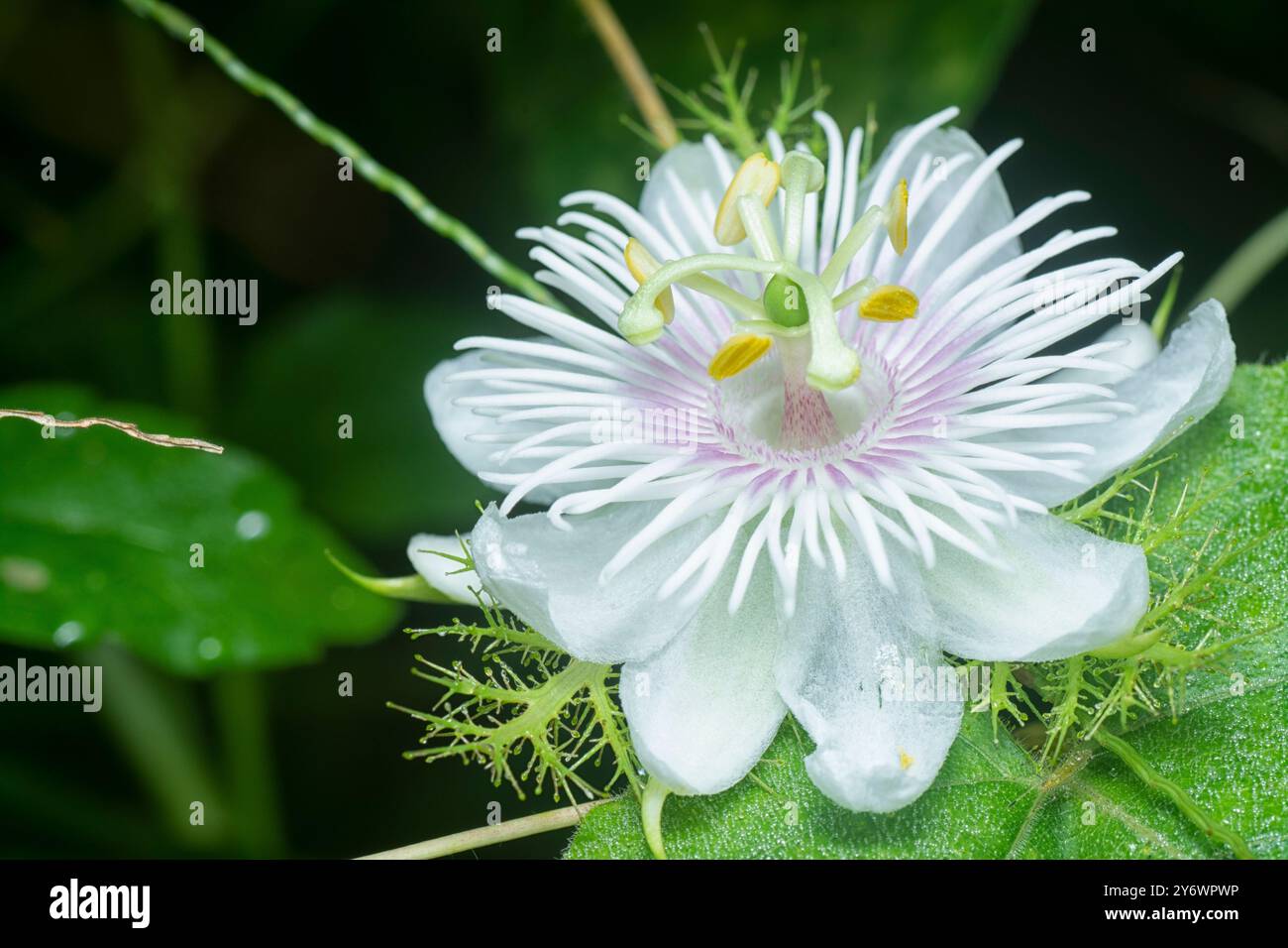 primo piano del frutto e del fiore della passiflora foetida. Foto Stock