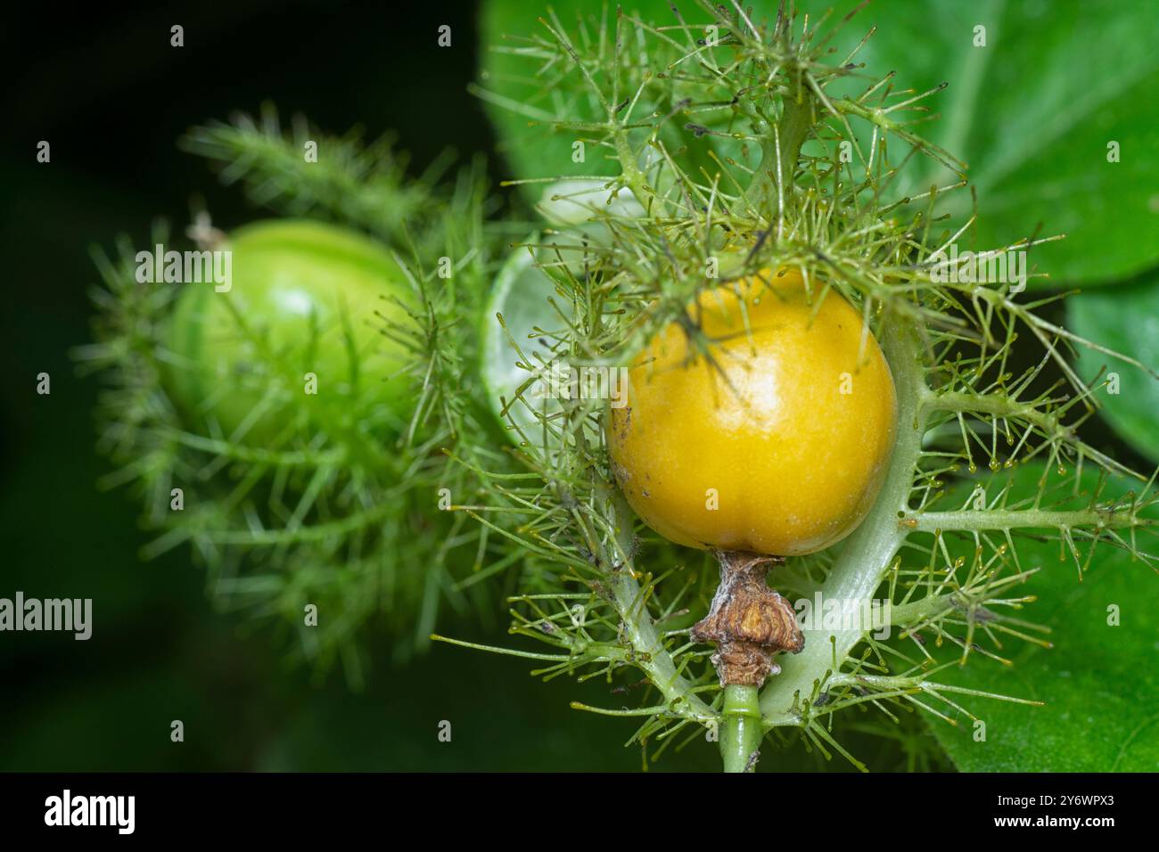 primo piano del frutto e del fiore della passiflora foetida. Foto Stock