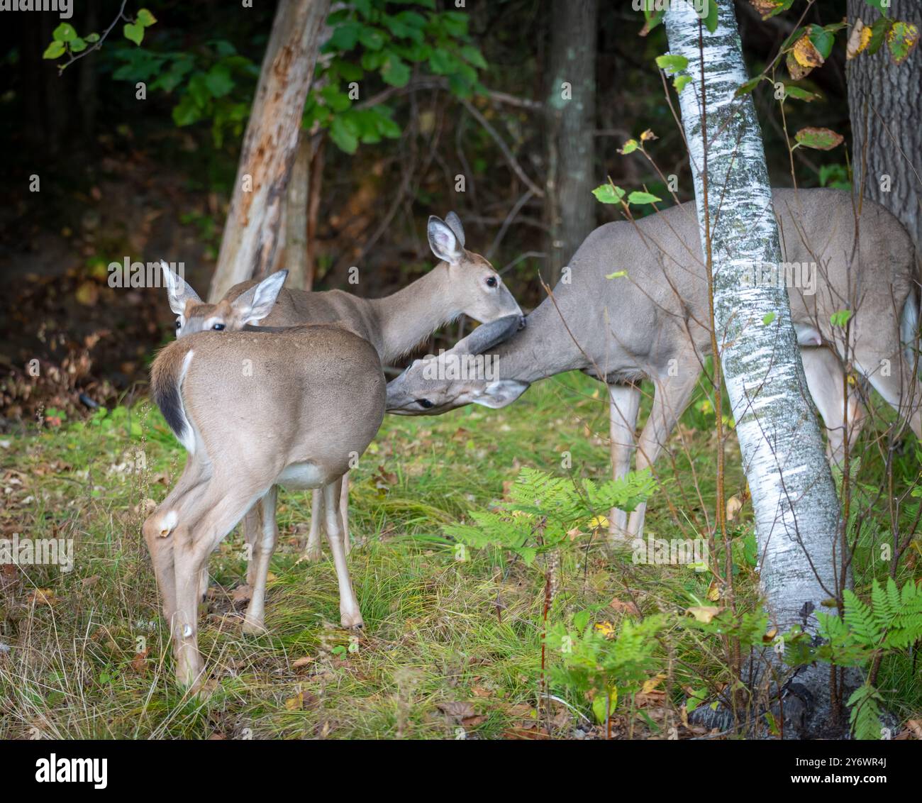 White Tailed Deer Doe spera due fawn nella foresta selvaggia del Minnesota. Foto Stock