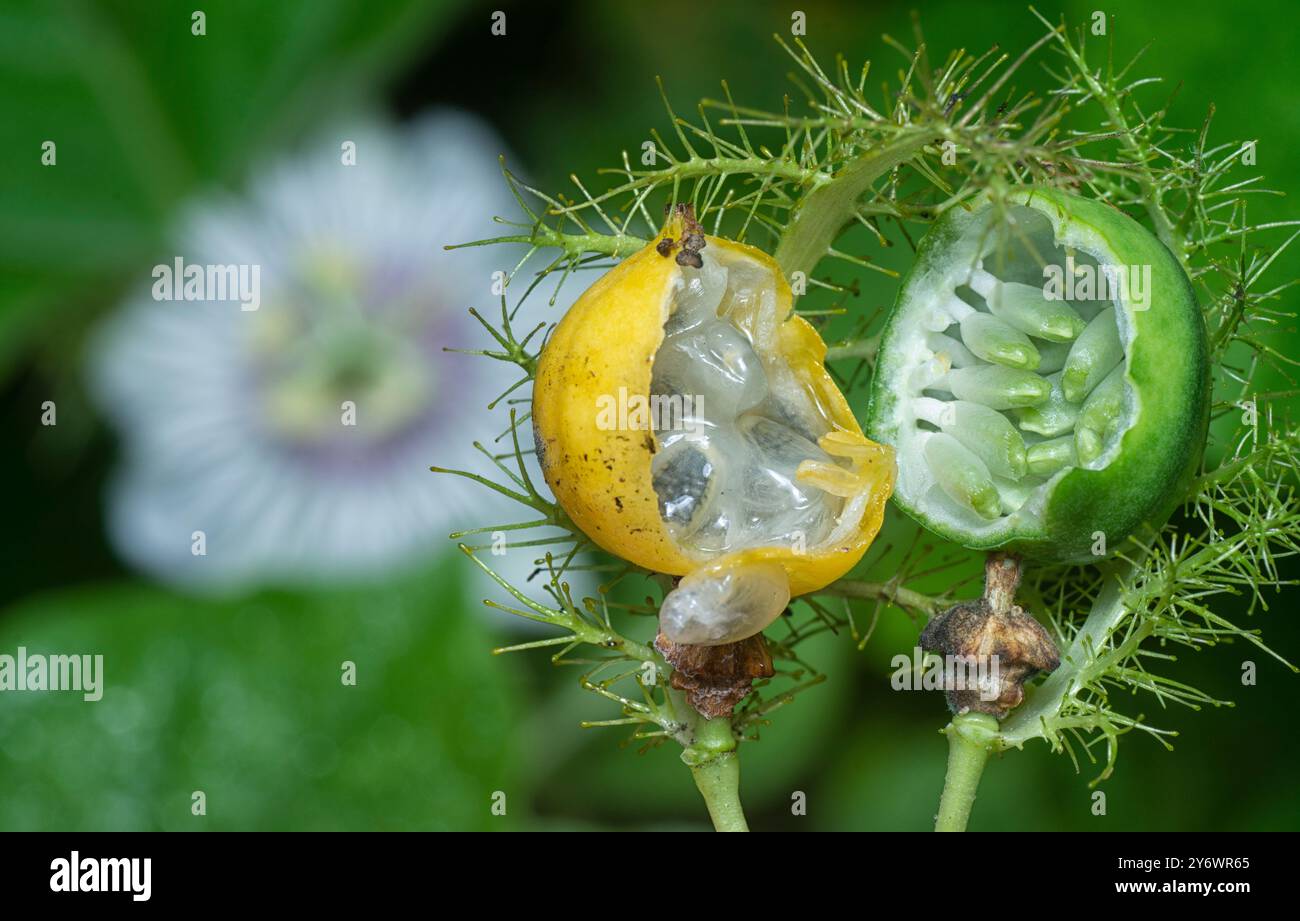 primo piano del frutto e del fiore della passiflora foetida. Foto Stock
