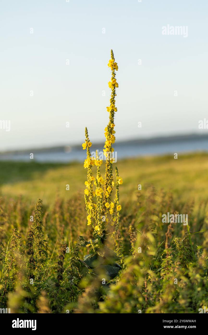Un alto gambo di fiori selvatici gialli si staglia su uno sfondo di erba verde e un tranquillo corso d'acqua durante la calda luce delle prime ore della serata. Foto Stock