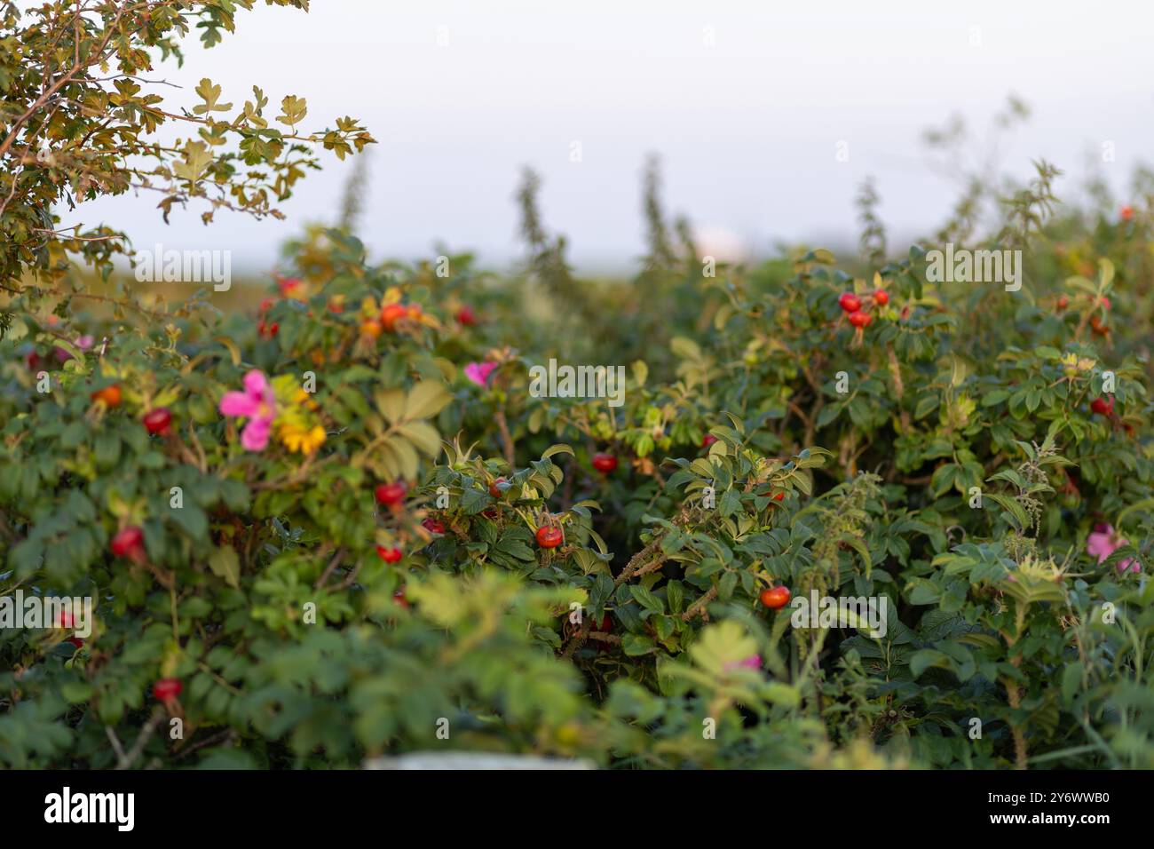 Ammassi di rosa rosso brillante fianchi sono annidati tra ricche foglie verdi, che mostrano la bellezza della natura durante un pomeriggio autunnale soleggiato in un giardino. Foto Stock