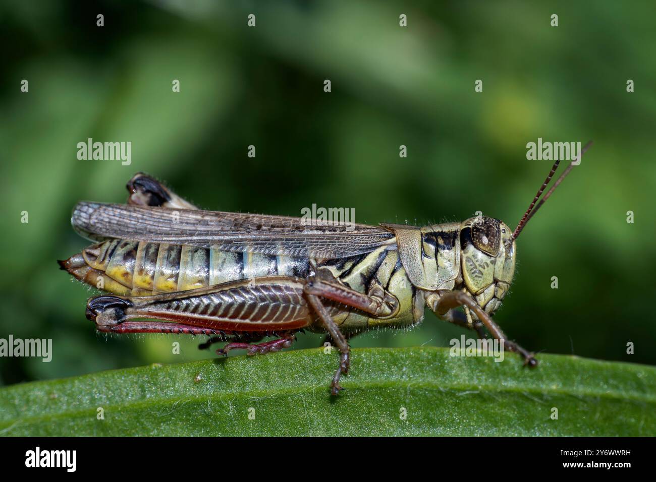 Cavalletta a gambe rosse (Melanoplus femurrubrum) Foto Stock