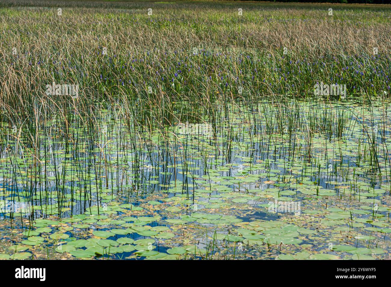 Ninfee e canne nel fiume Foto Stock