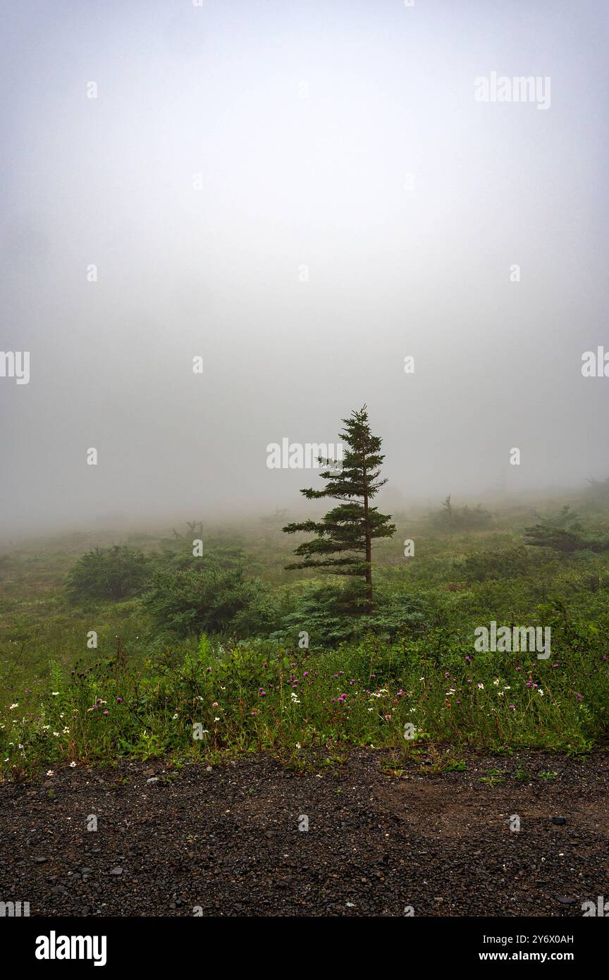 Fitta nebbia nel Gros Morne National Park Foto Stock