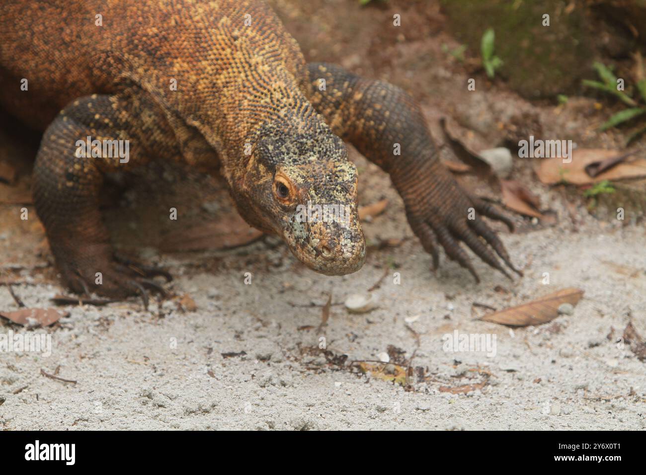 Un giovane drago di Komodo strizza sulla sabbia mentre guarda la telecamera Foto Stock