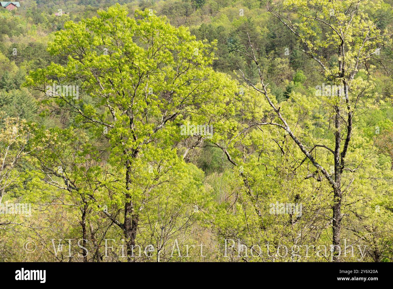 Una fitta sezione di alberi nelle Smoky Mountains, che mostra varie sfumature di verde e primi segni di primavera. Foto Stock