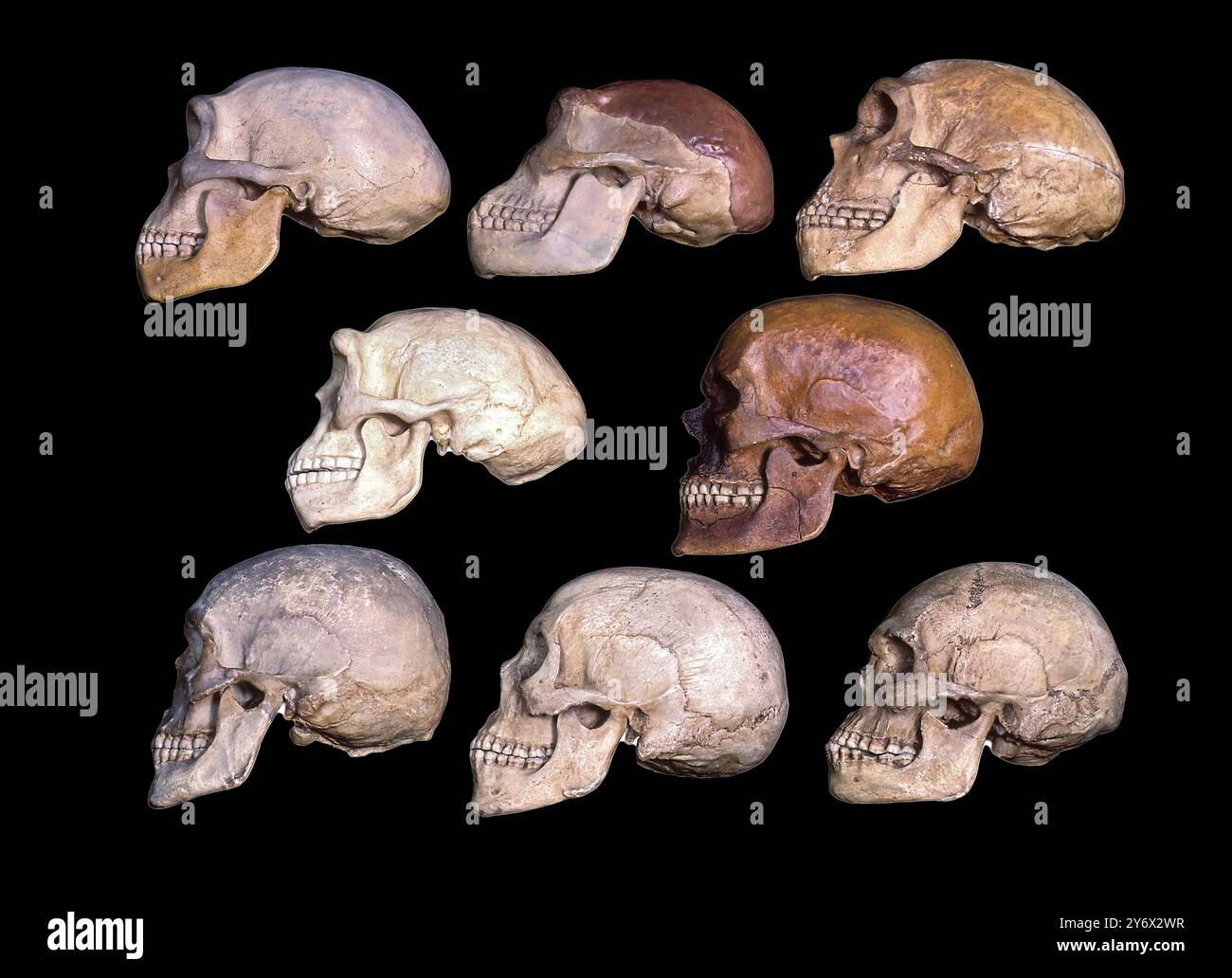 Teschi dell'evoluzione umana Foto Stock
