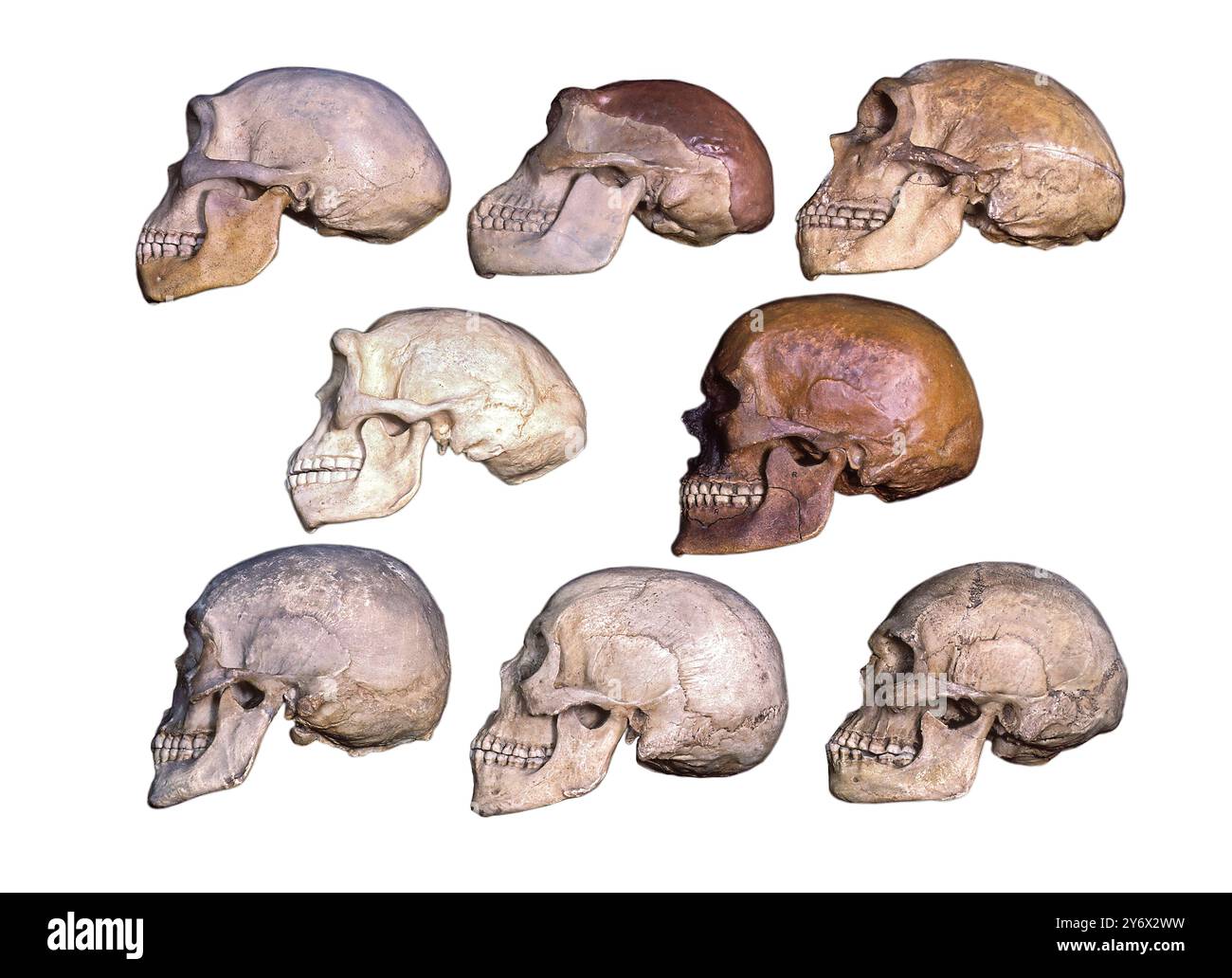 Teschi dell'evoluzione umana Foto Stock
