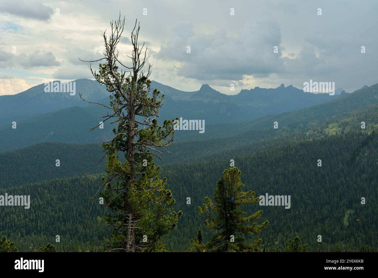 Uno sguardo attraverso le cime di alti alberi di cedro a un fronte di temporali che si innalza sulle cime di splendide montagne. Parco naturale Ergaki, Krasnoyar Foto Stock