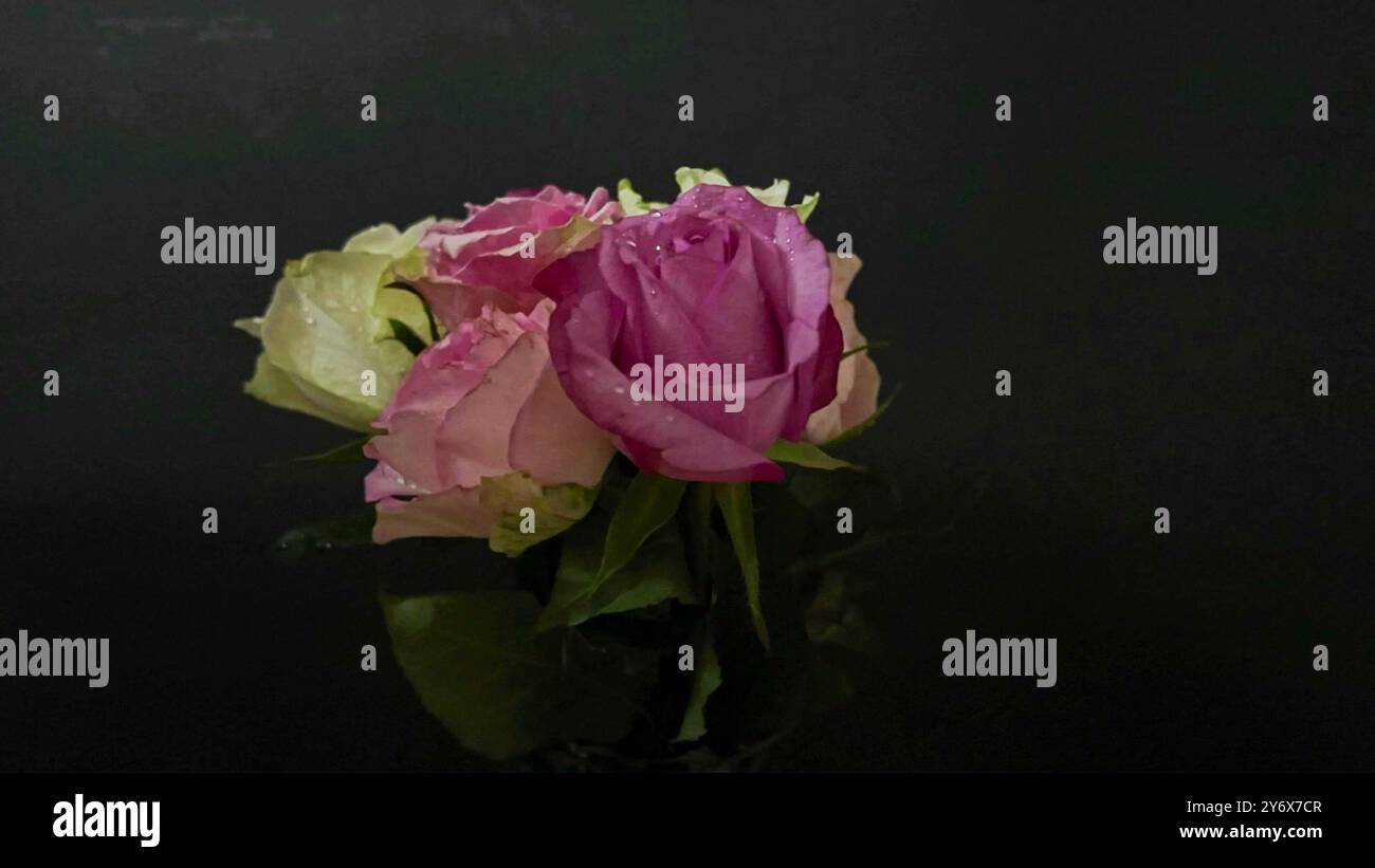 Rose in fiore su fondo morbido bouquet di rose su sfondo nero. Rose multicolore. Concetto di amore, romanticismo e san valentino Foto Stock