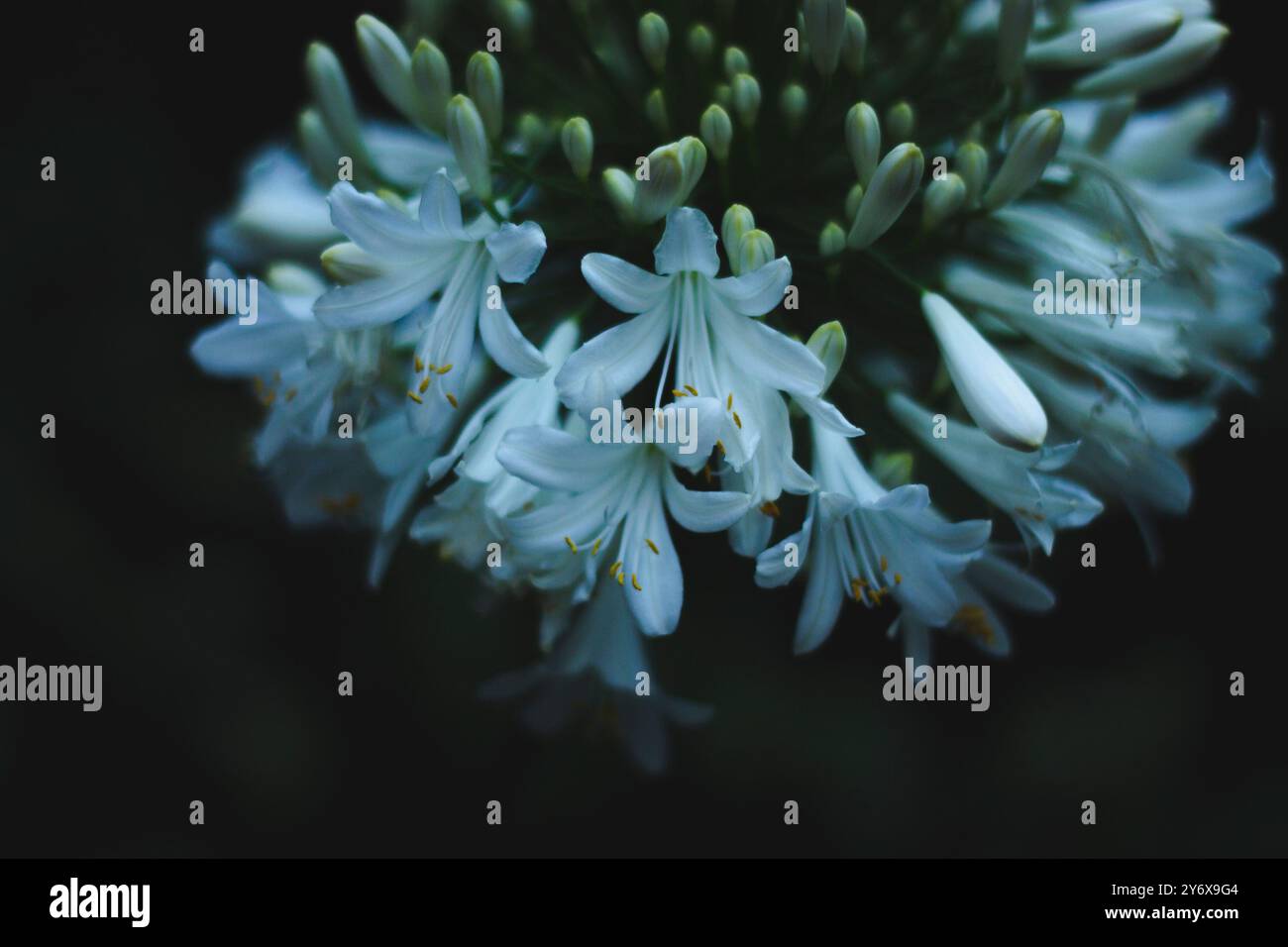 Serenità dei fiori bianchi contro la notte Foto Stock