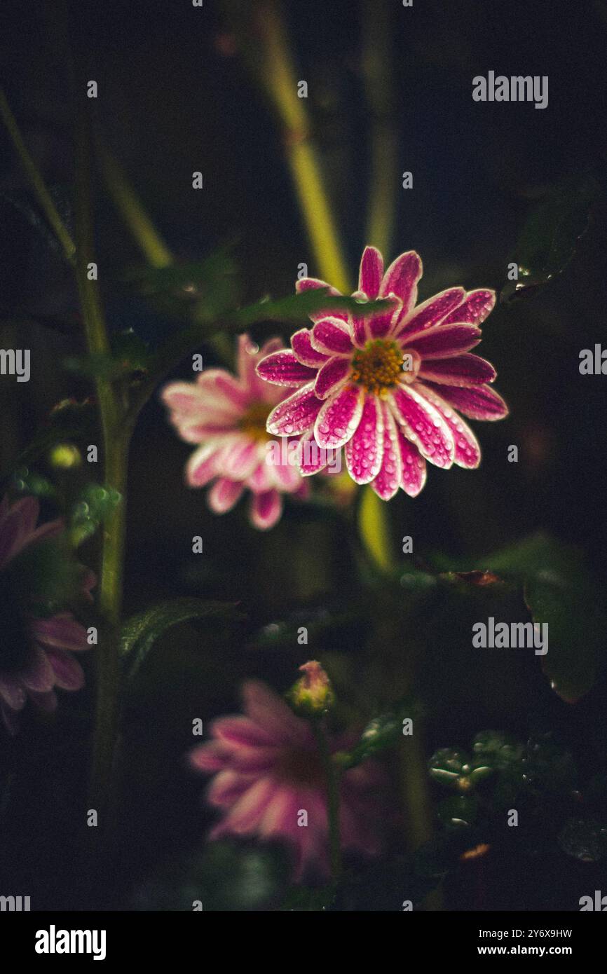 Fiori rosa adornati con gocce di pioggia Foto Stock