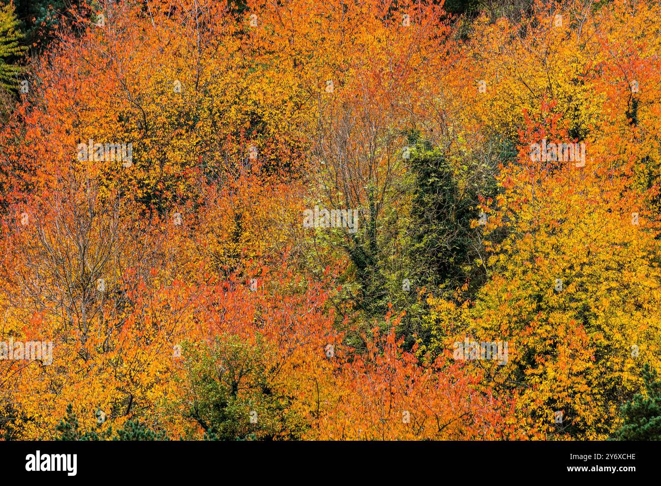 Colori autunnali in Artiga de Lin, valle di Aran, lleida, Catalunya, cordigliera dei Pirenei, Spagna, europa. Foto Stock