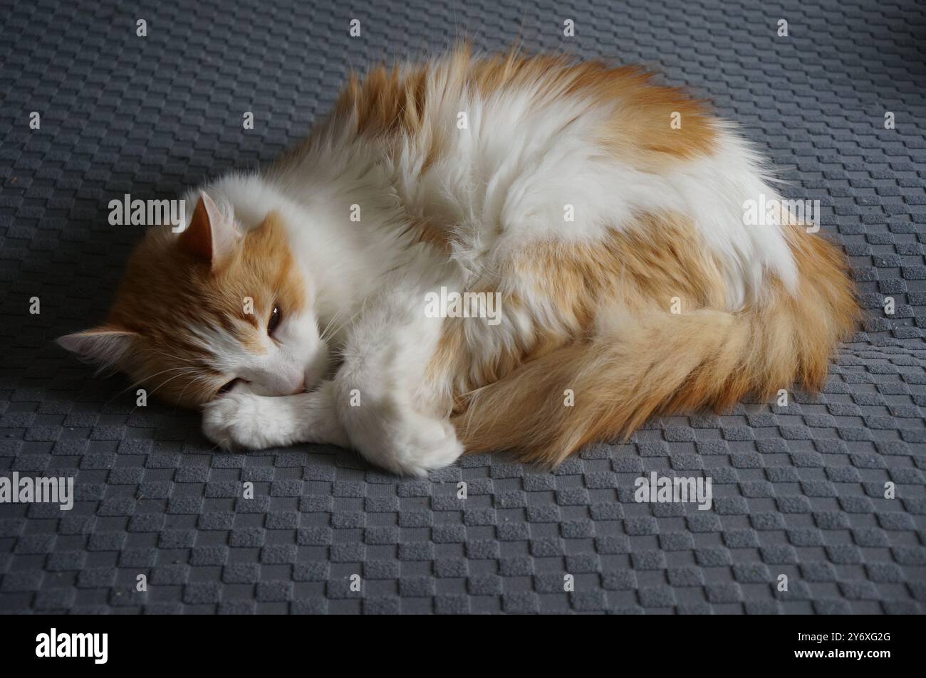 Arancio pelo di gatto Foto Stock