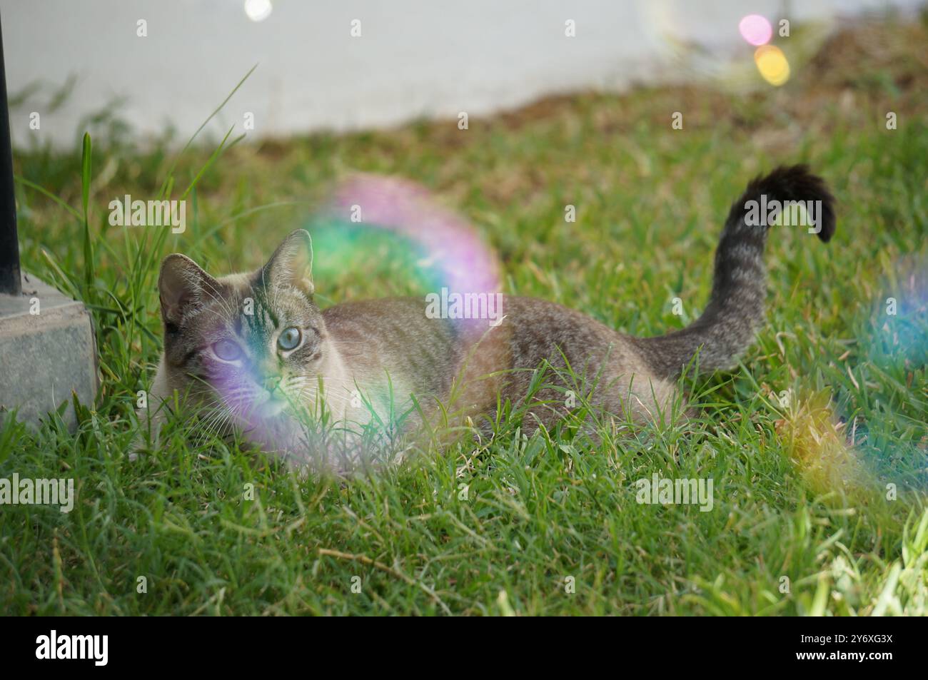 Gatto che gioca con le bolle all'esterno Foto Stock