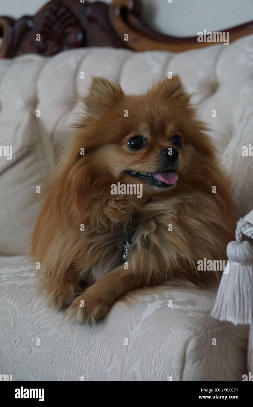 Arancione pomerania Foto Stock