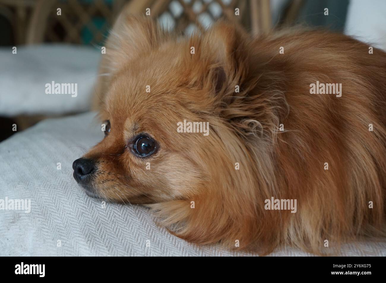 Arancione pomerania Foto Stock