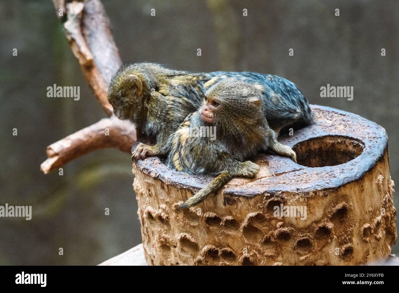 Uno sguardo intimo sul Primate Bonding Foto Stock