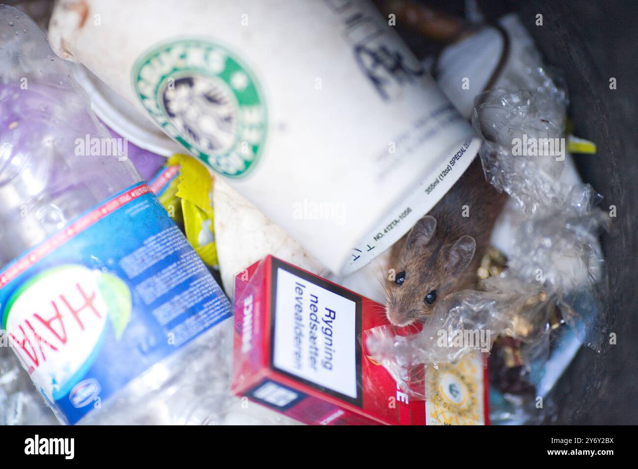 Un piccolo topo si sta foraggiando per il cibo tra i rifiuti scartati all'interno di un bidone dei rifiuti a Berlino. Foto Stock