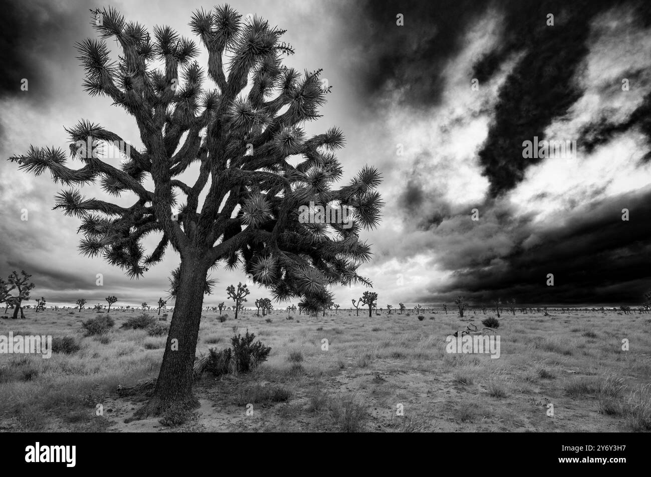 Una spettacolare fotografia in bianco e nero di un albero di Giosuè in un paesaggio desertico sotto un cielo tempestoso, che mostra la bellezza della natura. Foto Stock