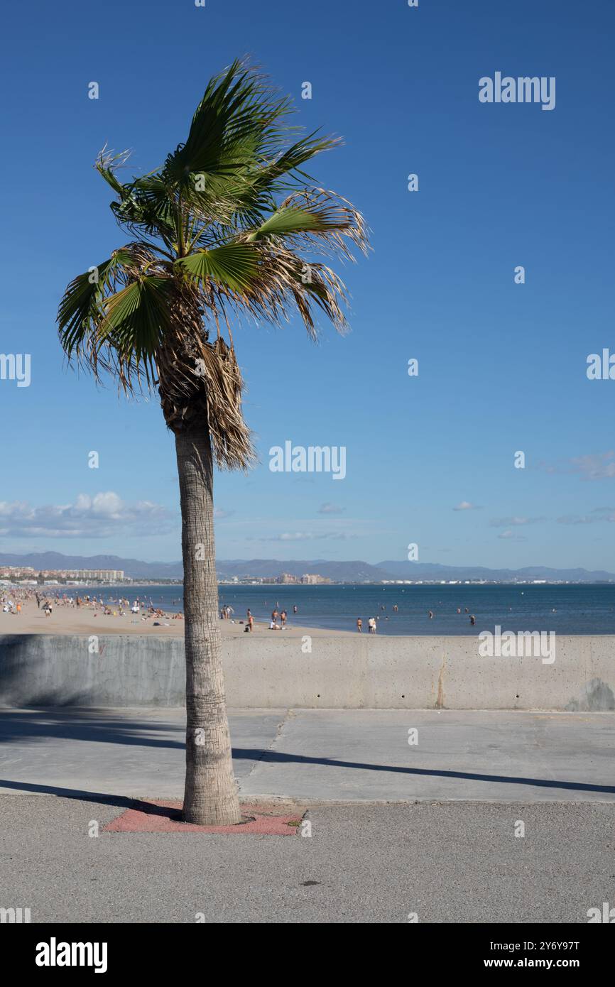 Palm sulla spiaggia Foto Stock