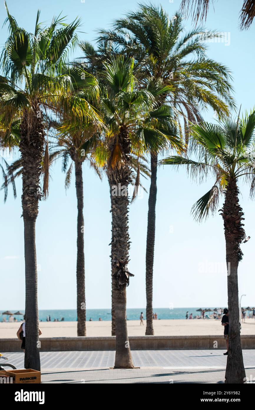 Palm sulla spiaggia Foto Stock