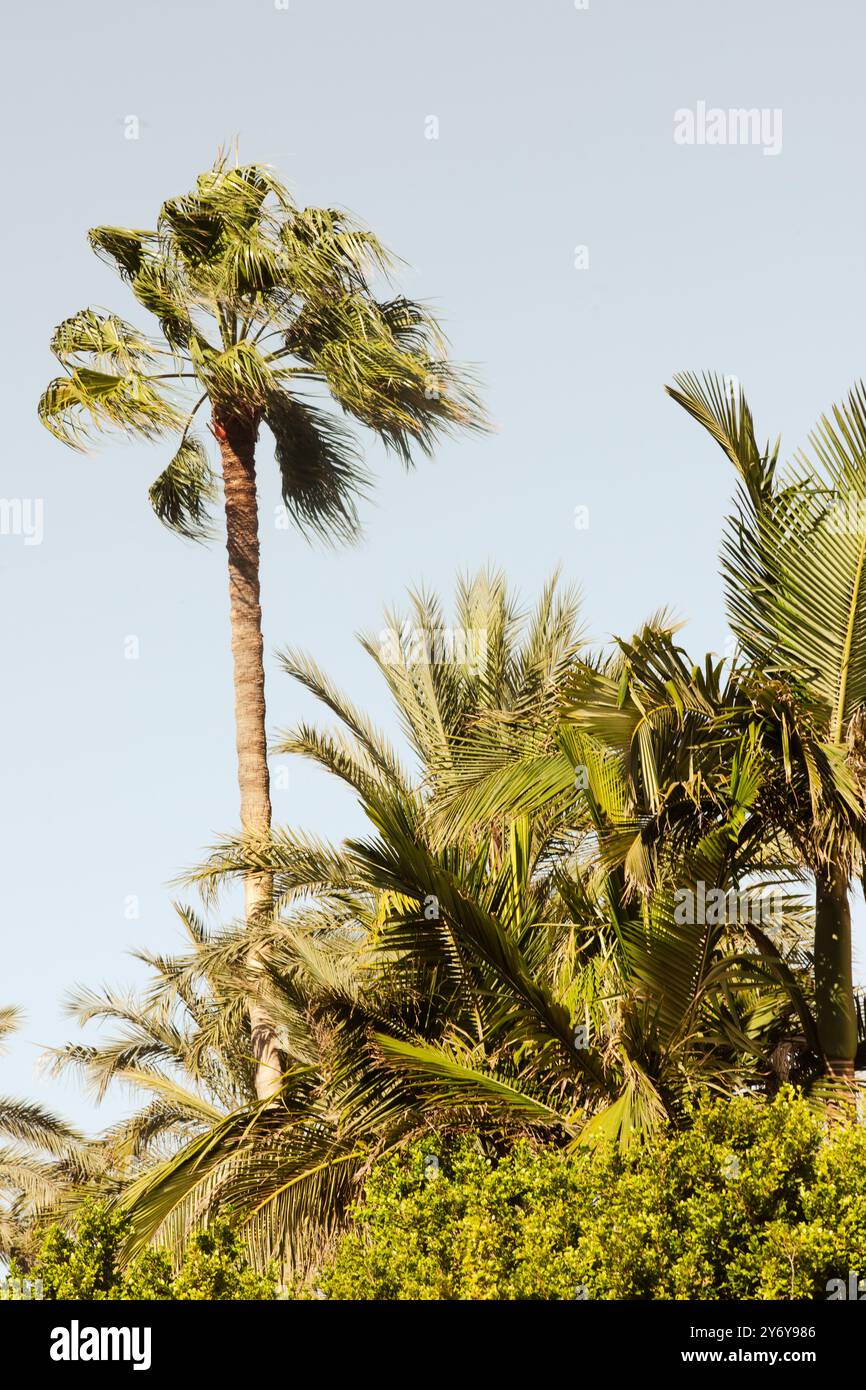 Palm sulla spiaggia Foto Stock