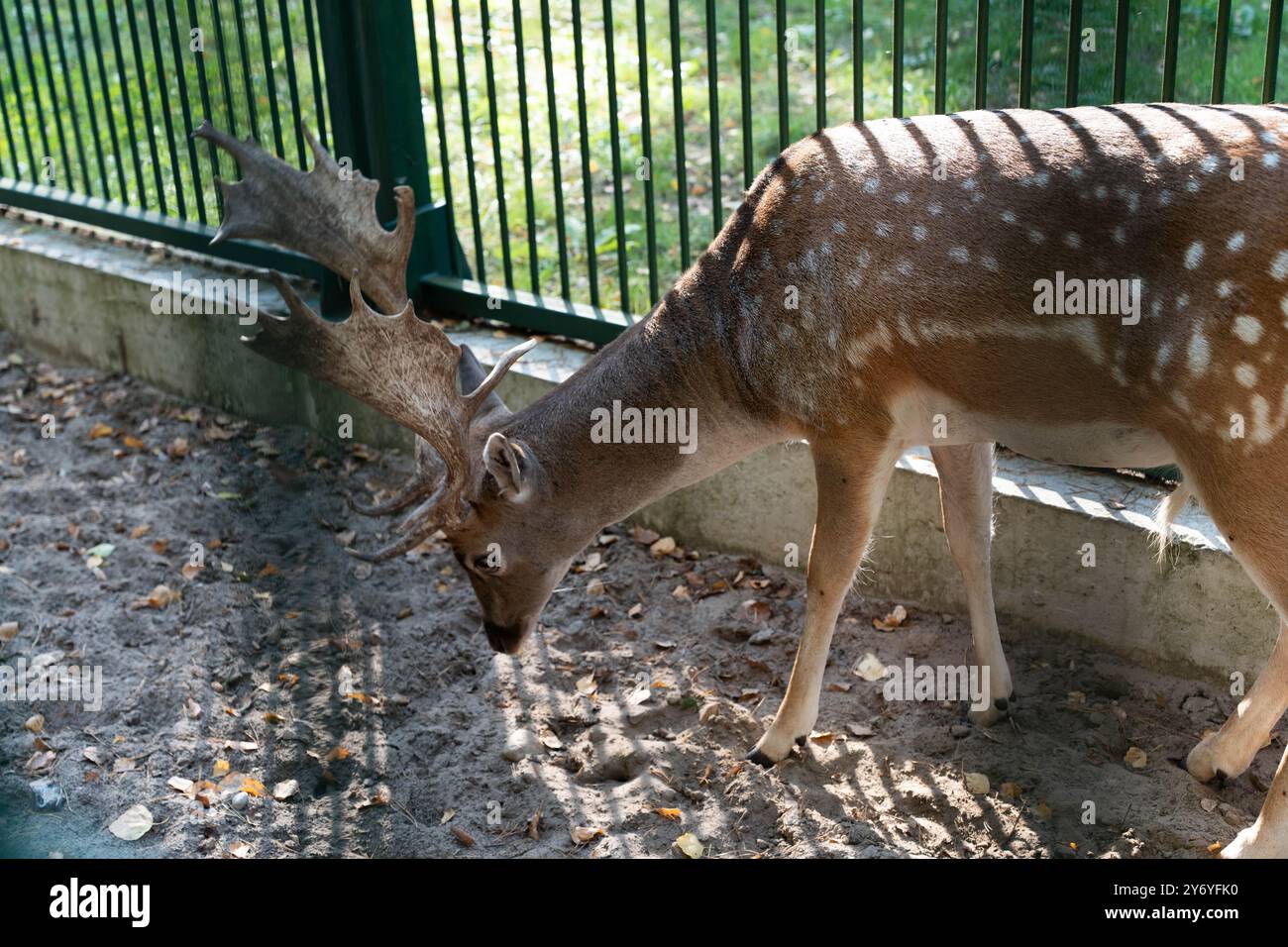 Giovani cervi che mangiano erba verde nella penna Foto Stock