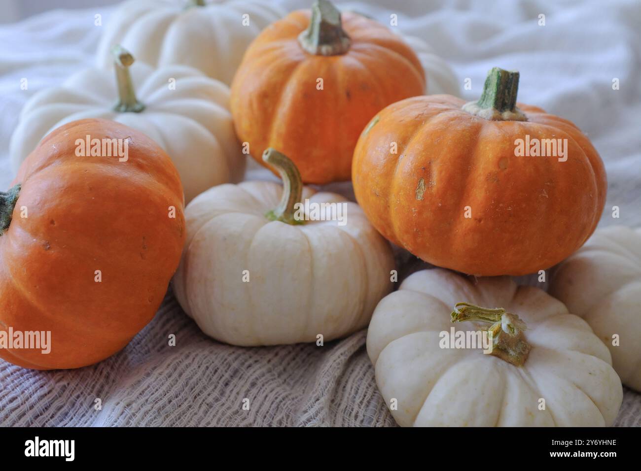 Primo piano di mini zucche arancioni e bianche su tessuto testurizzato Foto Stock