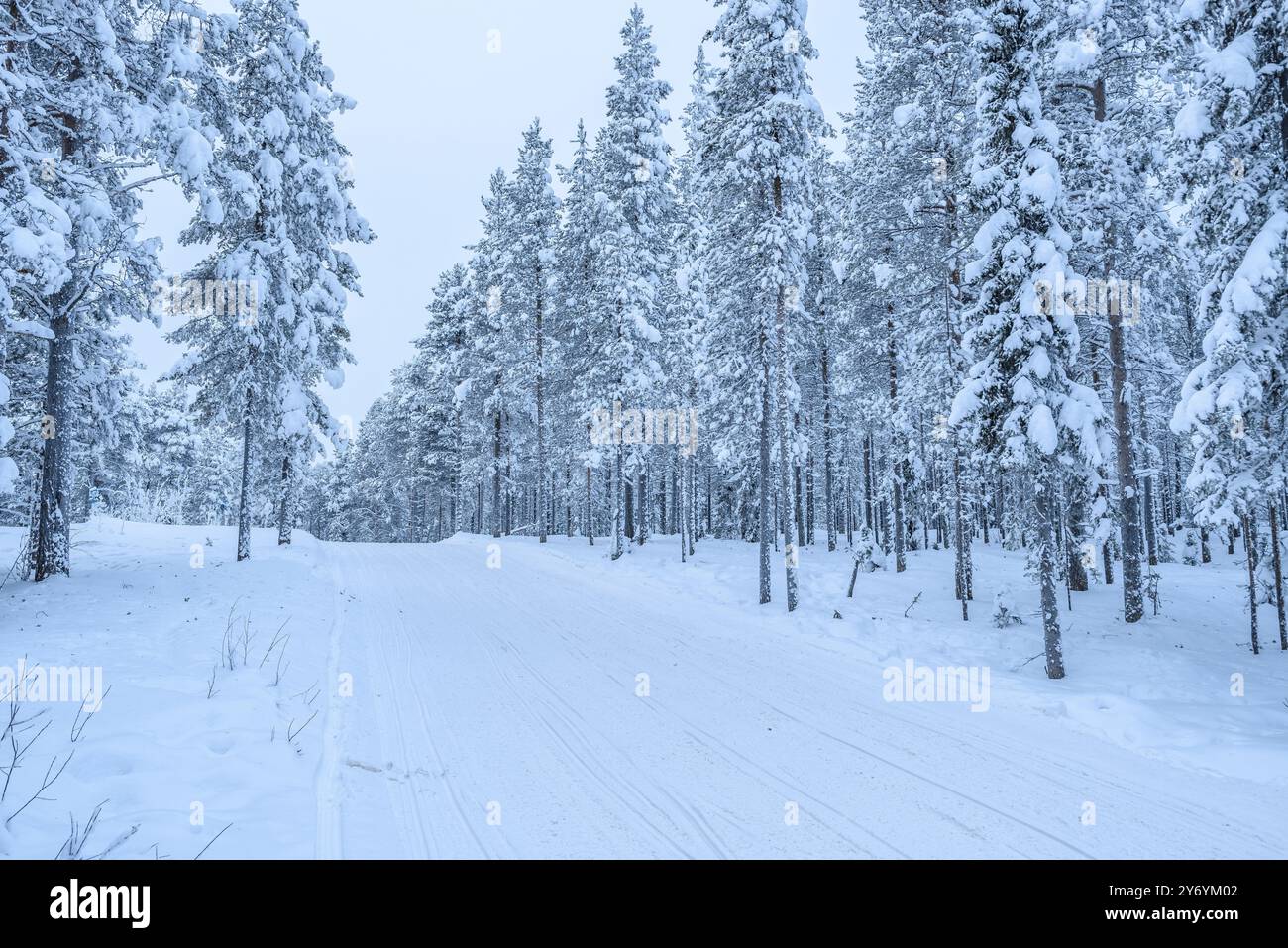 Sci nordico e piste per motoslitta presso la stazione sciistica di Levi nella Lapponia finlandese, tra la foresta innevata in inverno (Lapponia, Finlandia) Foto Stock