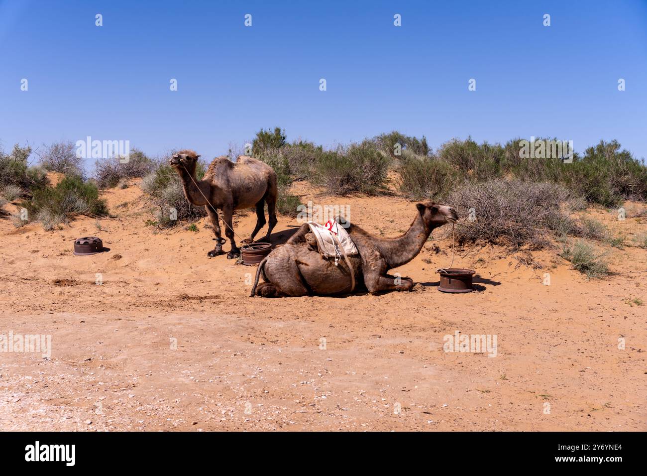Due cammelli stesi nel deserto con un oggetto bianco su uno di essi Foto Stock